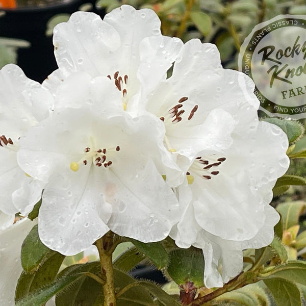 白無垢 蝶々と草花ロ 白無垢 蝶々と草花ロ - メルカリ