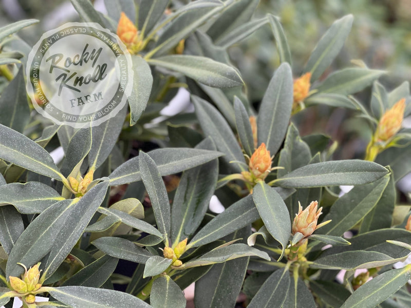 Solidarity plant from Rocky Knoll Farm