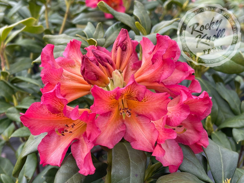 Sonata plant from Rocky Knoll Farm