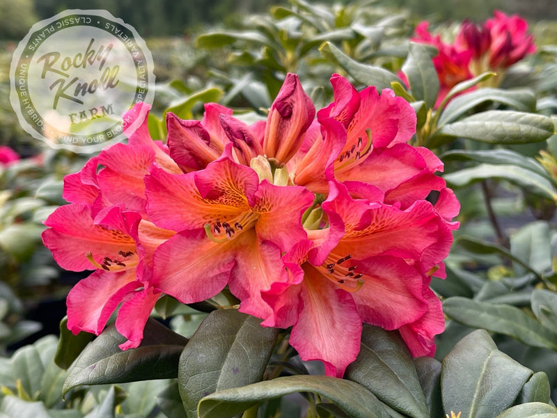 Sonata plant from Rocky Knoll Farm
