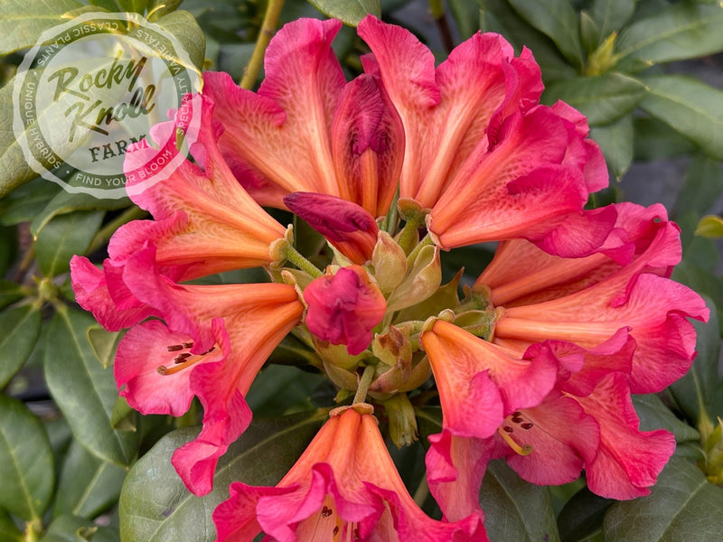 Sonata plant from Rocky Knoll Farm
