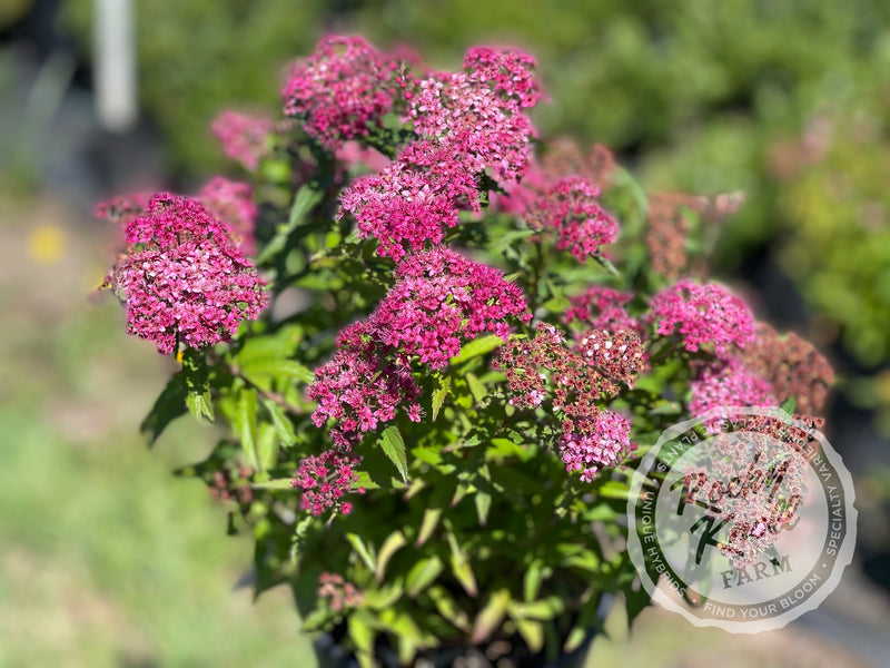 Spiraea Anthony Waterer plant from Rocky Knoll Farm