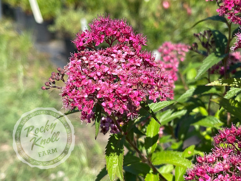 Spiraea Anthony Waterer plant from Rocky Knoll Farm