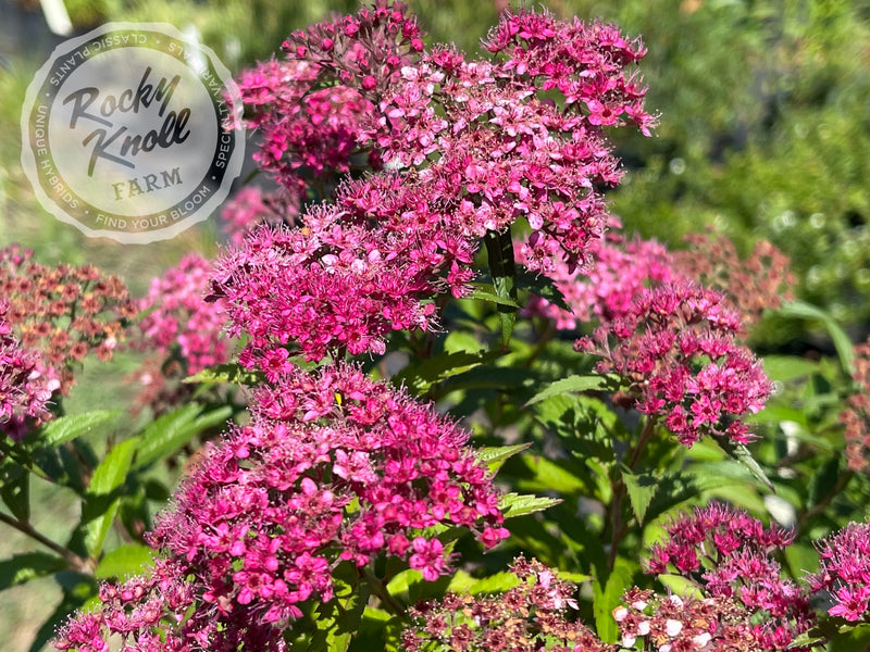 Spiraea Anthony Waterer plant from Rocky Knoll Farm