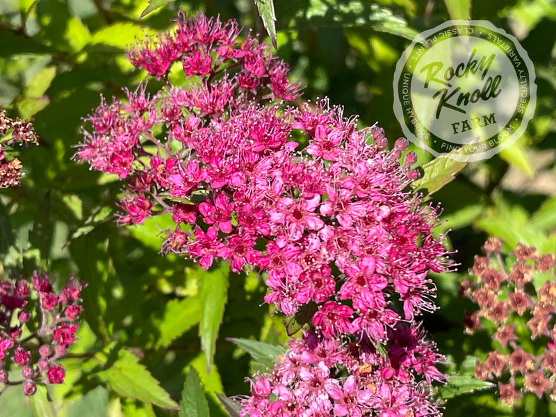 Spiraea Anthony Waterer plant from Rocky Knoll Farm