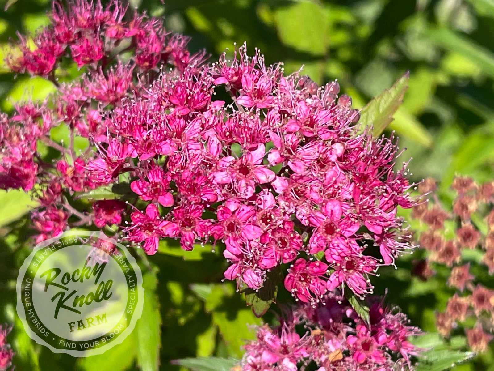 Spiraea japonica Anthony Waterer