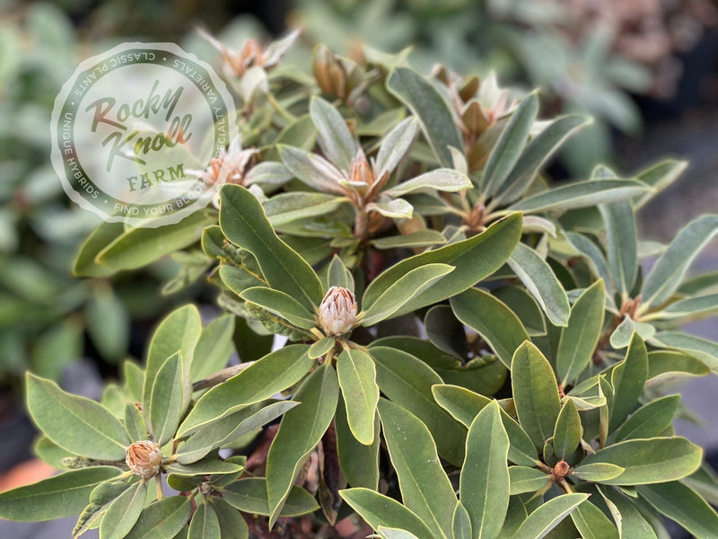 Spoons plant from Rocky Knoll Farm