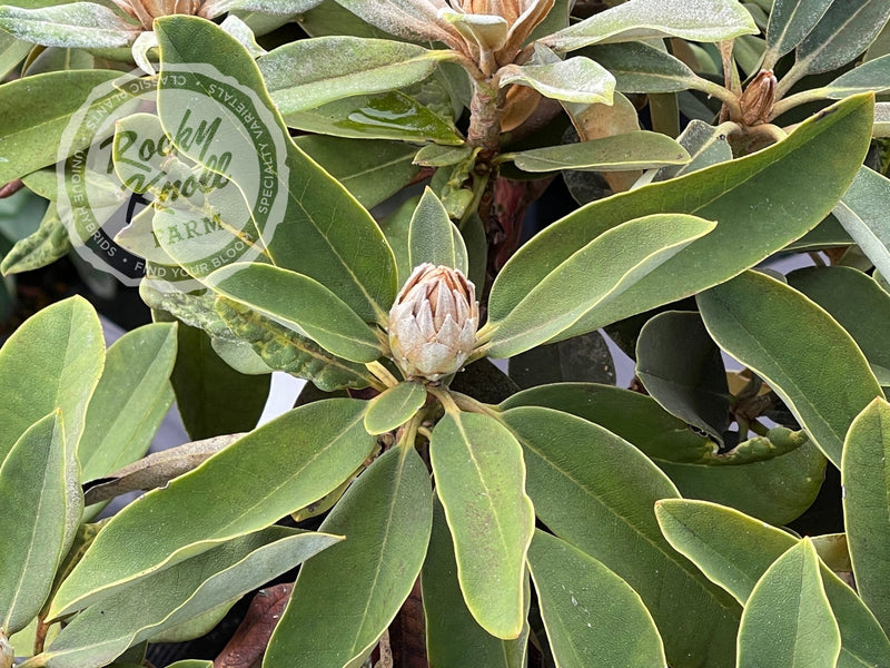 Spoons plant from Rocky Knoll Farm