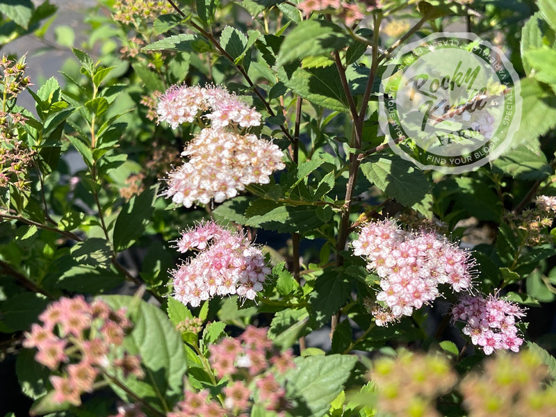 Spiraea Little Princess plant from Rocky Knoll Farm