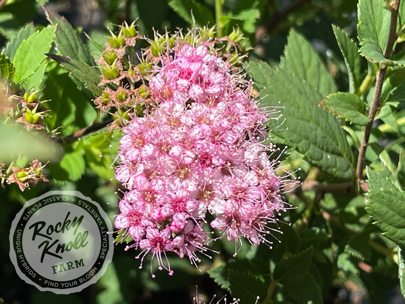 Spiraea Little Princess plant from Rocky Knoll Farm