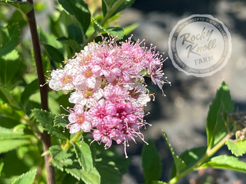 Spiraea Little Princess plant from Rocky Knoll Farm