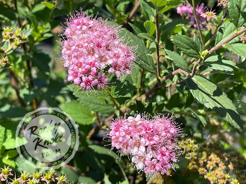 Spiraea Little Princess plant from Rocky Knoll Farm