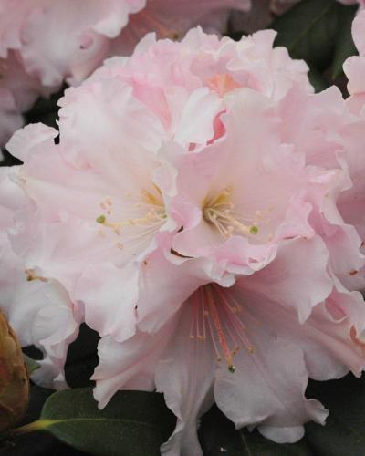 Spring Fragrance plant from Rocky Knoll Farm