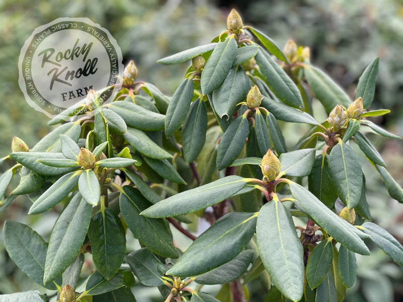 Spring Fragrance plant from Rocky Knoll Farm