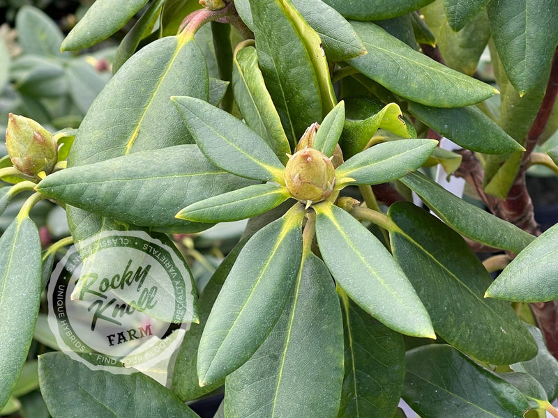 Spring Fragrance plant from Rocky Knoll Farm