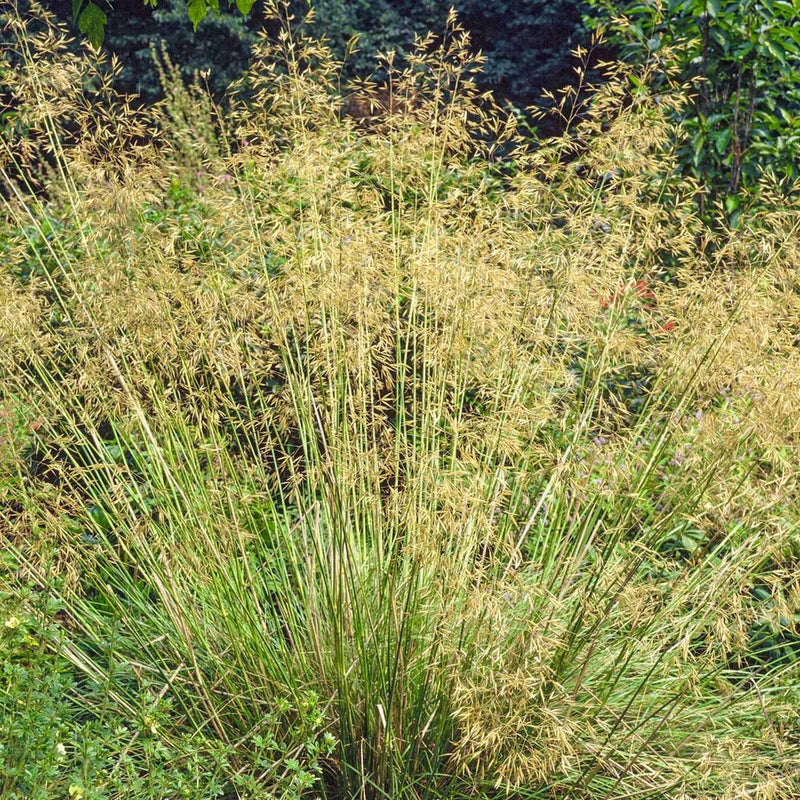 Giant Feather Grass (Stipa gigantea) plant from Rocky Knoll Farm