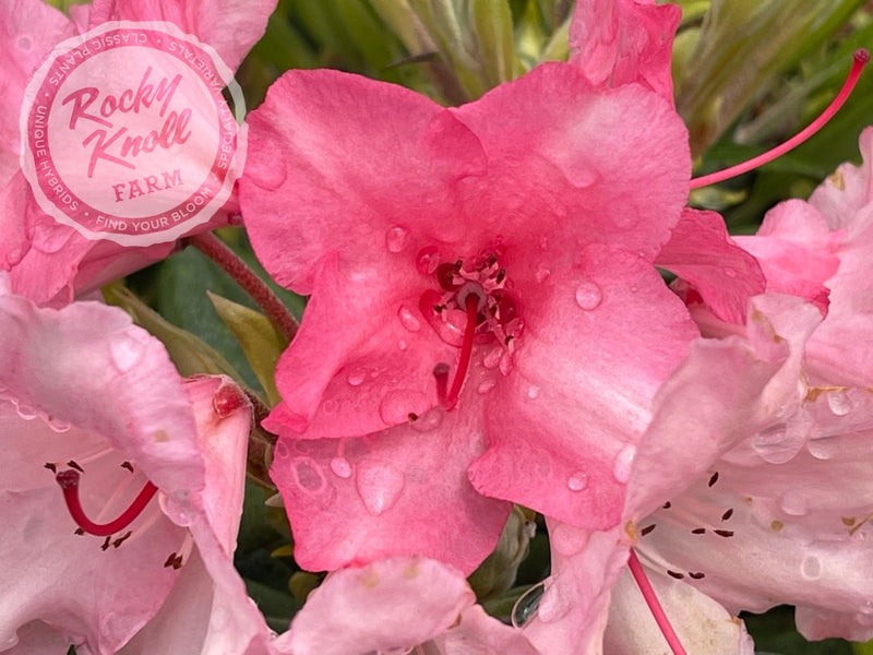 Strawberry Chiffon plant from Rocky Knoll Farm
