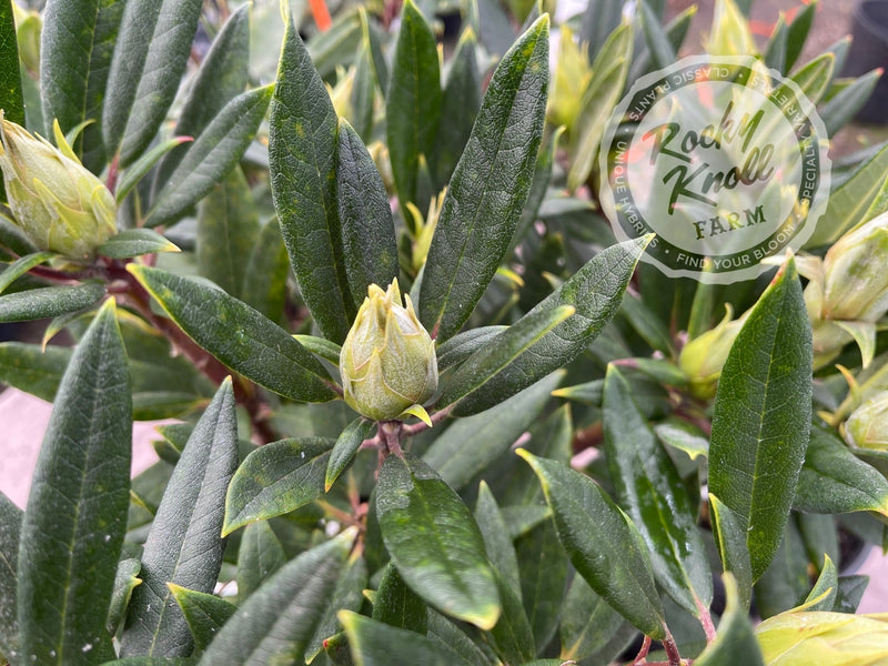 Strawberry Chiffon plant from Rocky Knoll Farm