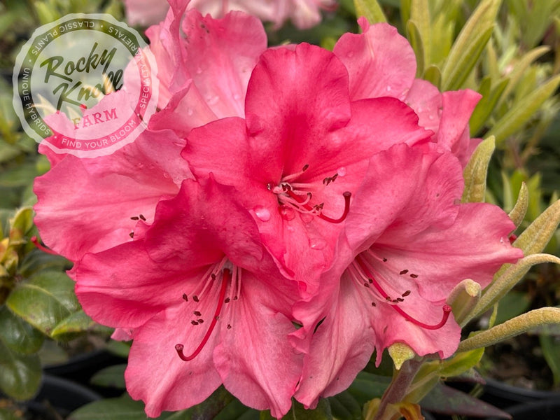 Strawberry Chiffon plant from Rocky Knoll Farm