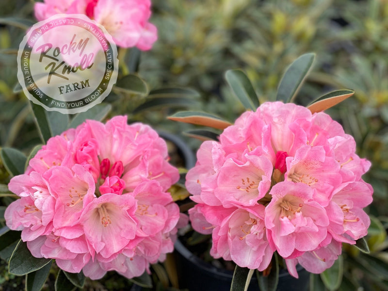 Strawberry Sorbet plant from Rocky Knoll Farm