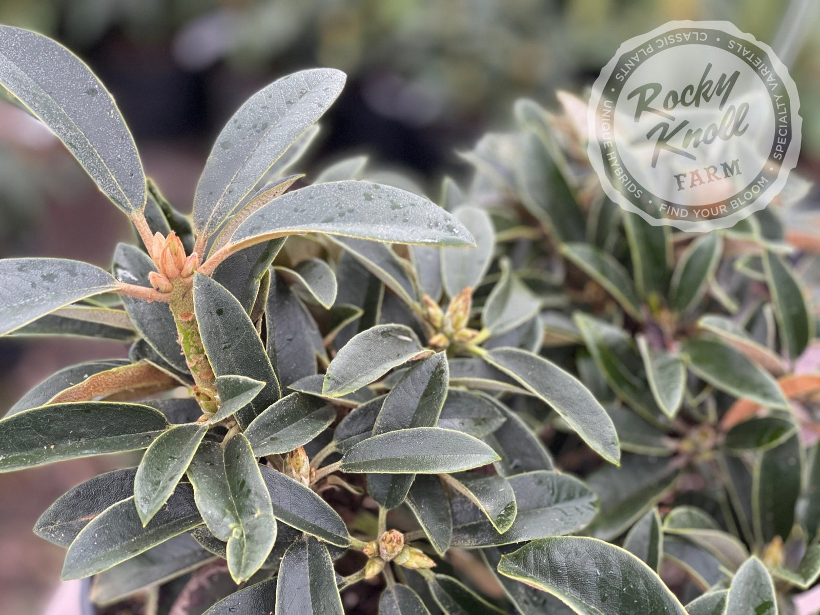 Strawberry Sorbet - Rocky Knoll Farm