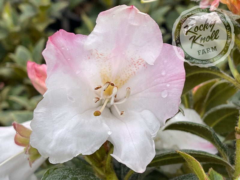Suave plant from Rocky Knoll Farm
