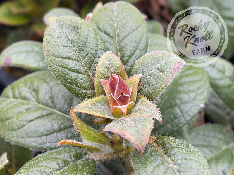 Suave plant from Rocky Knoll Farm