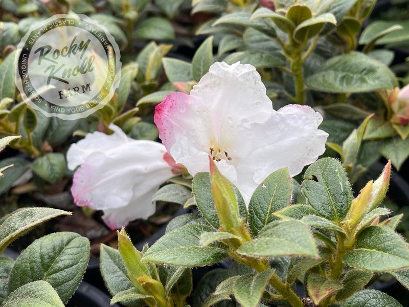 Suave plant from Rocky Knoll Farm