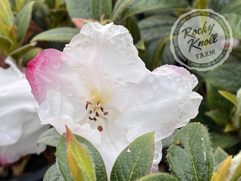 Suave plant from Rocky Knoll Farm