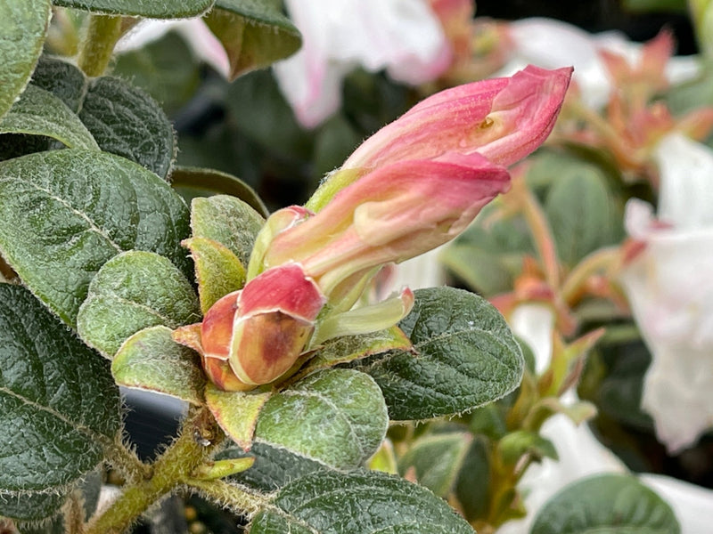 Suave plant from Rocky Knoll Farm