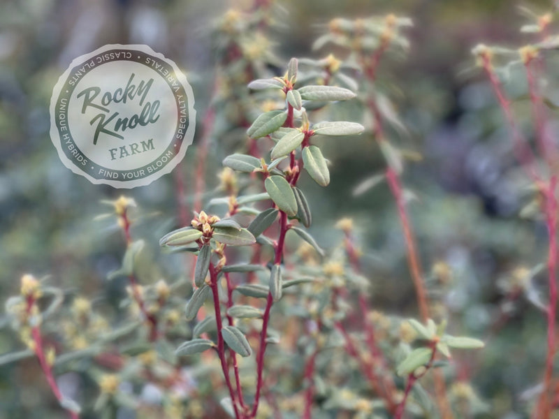 Sugar Puff plant from Rocky Knoll Farm