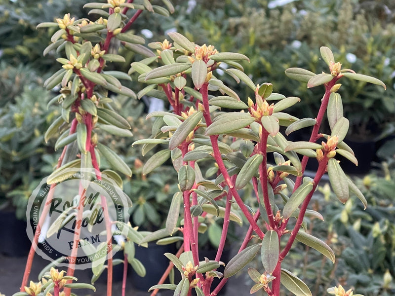 Sugar Puff plant from Rocky Knoll Farm