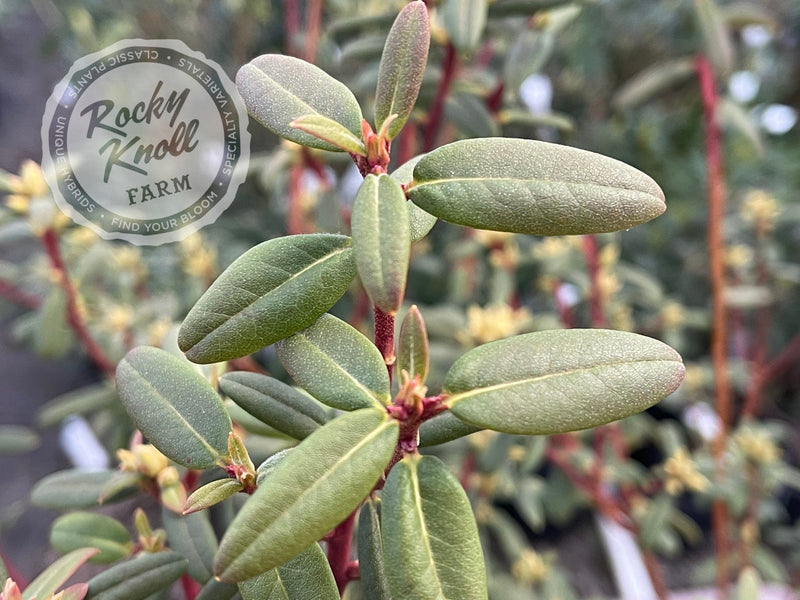 Sugar Puff plant from Rocky Knoll Farm