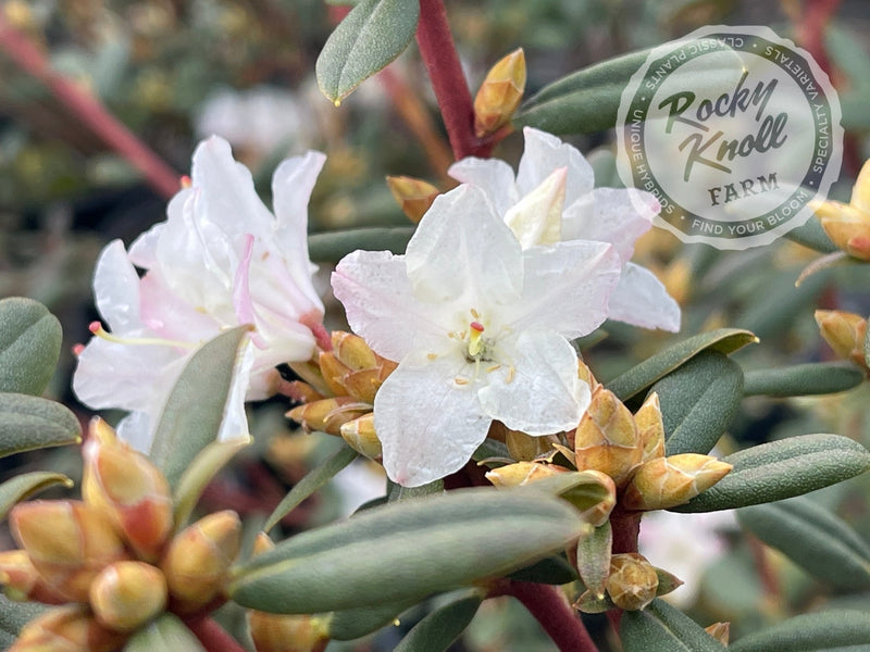 Sugar Puff plant from Rocky Knoll Farm