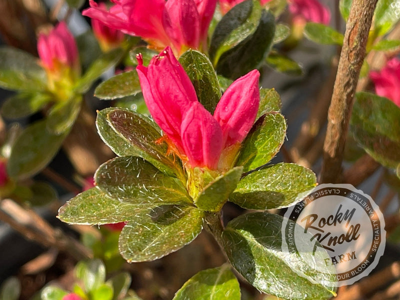 Sun Star plant from Rocky Knoll Farm