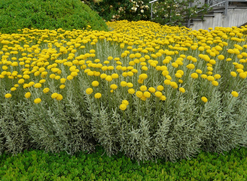 Santolina chamaecyparissus 'Lavender Cotton' plant from Rocky Knoll Farm