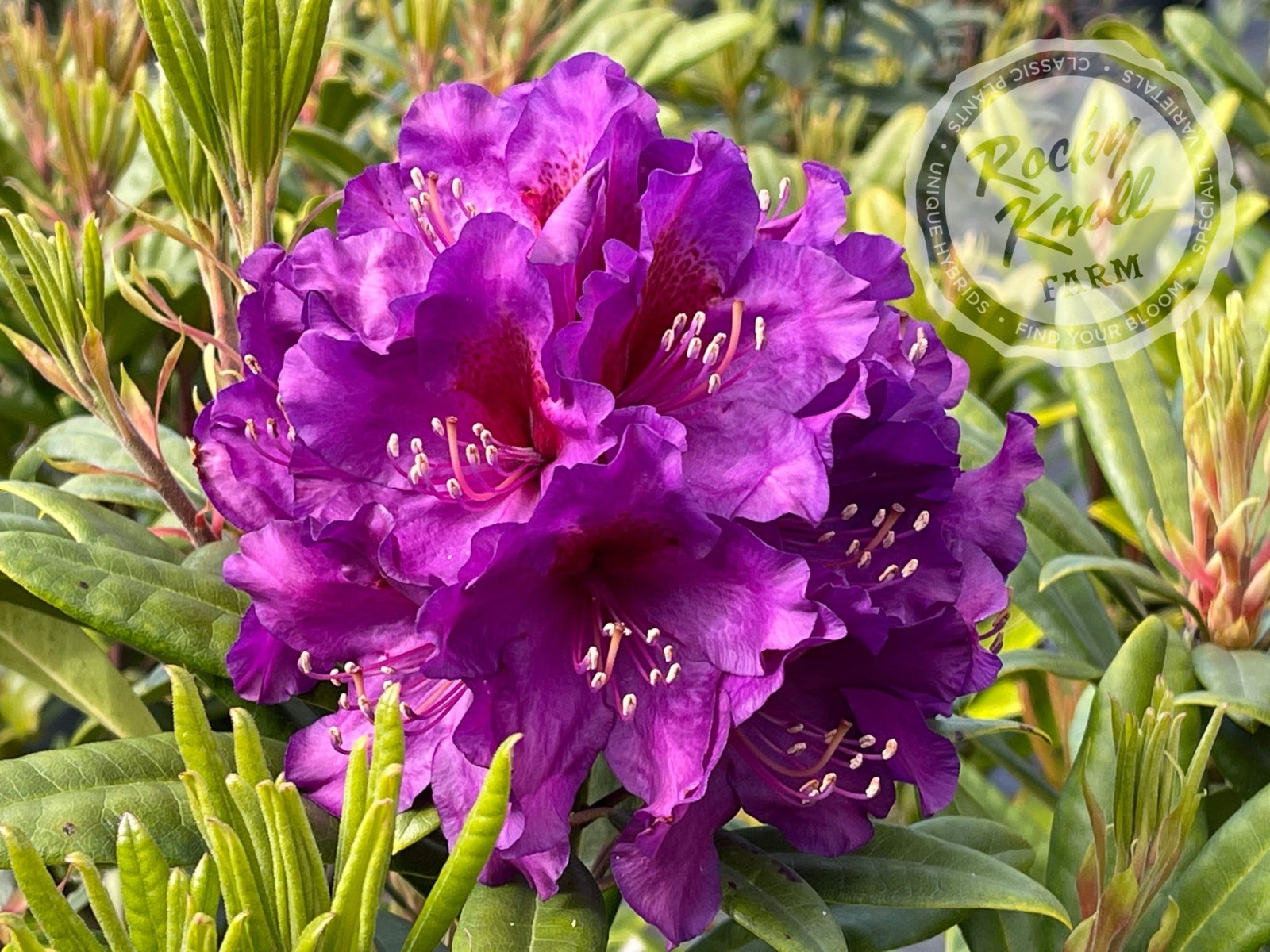 TallTimber10-623713_1600x.jpg?