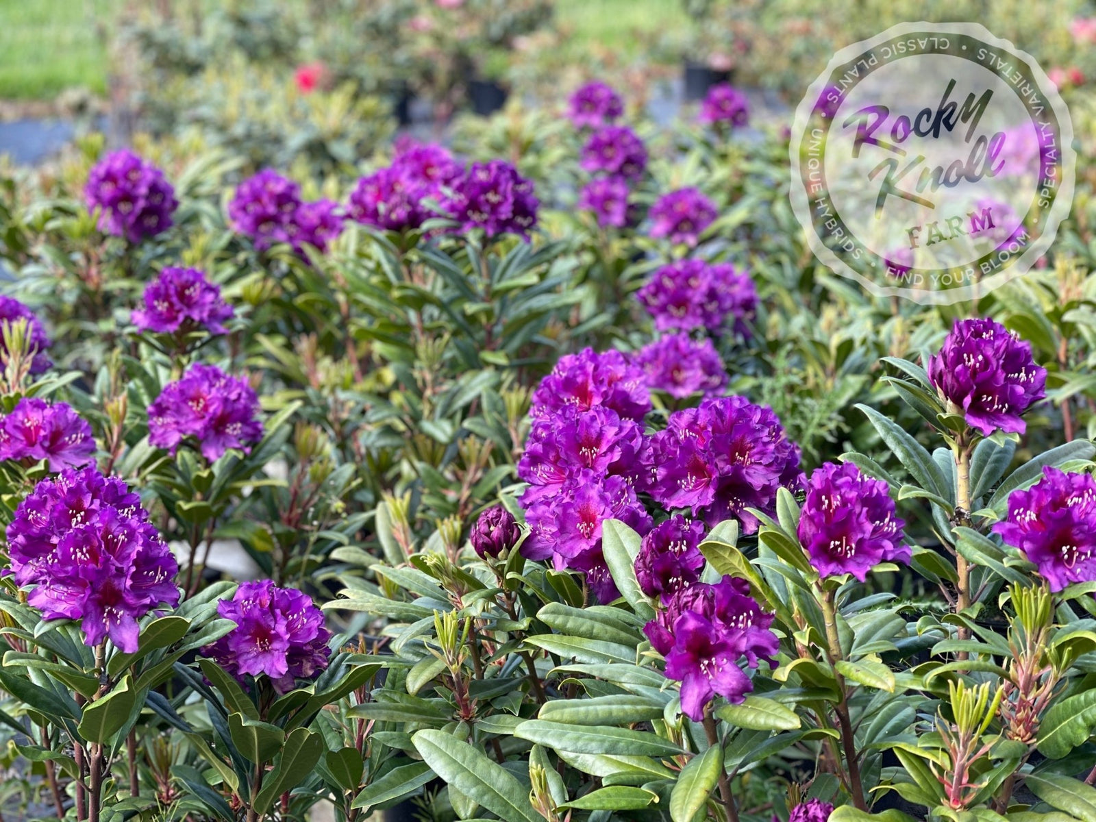 Tall Timber - Rocky Knoll Farm