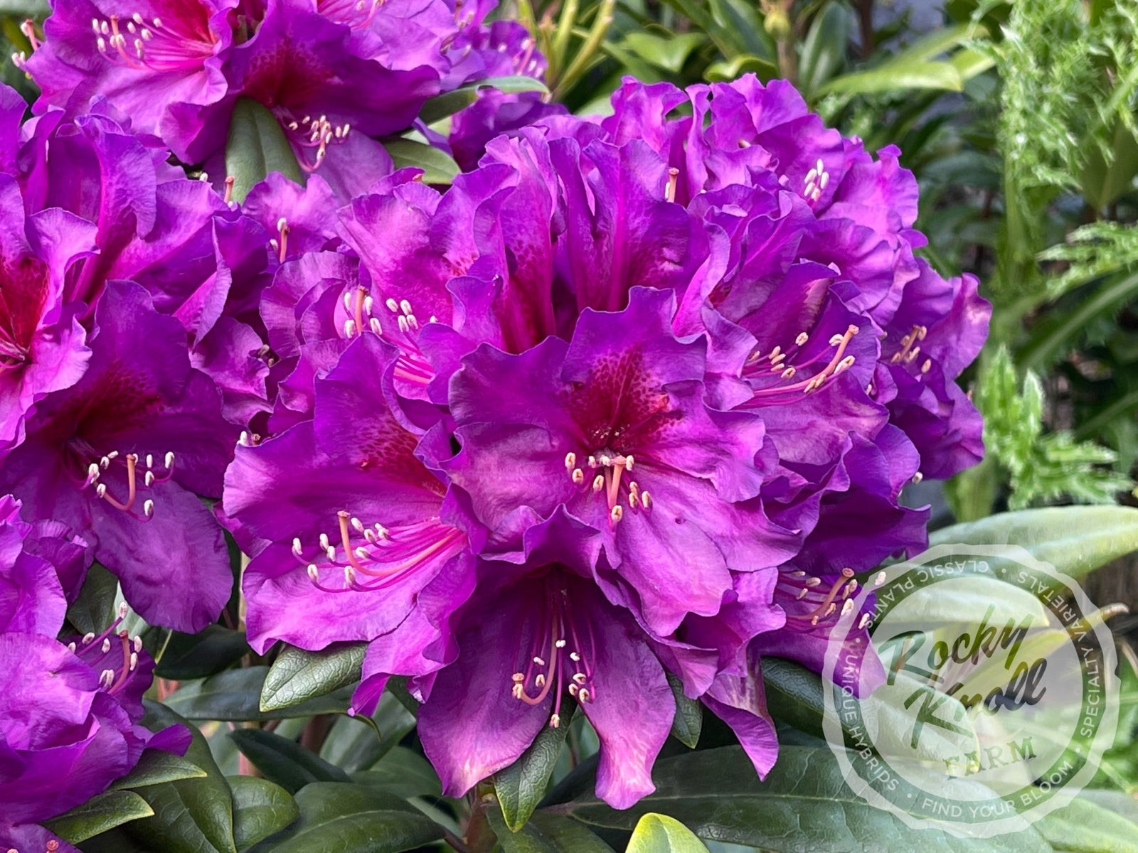 Tall Timber - Rocky Knoll Farm