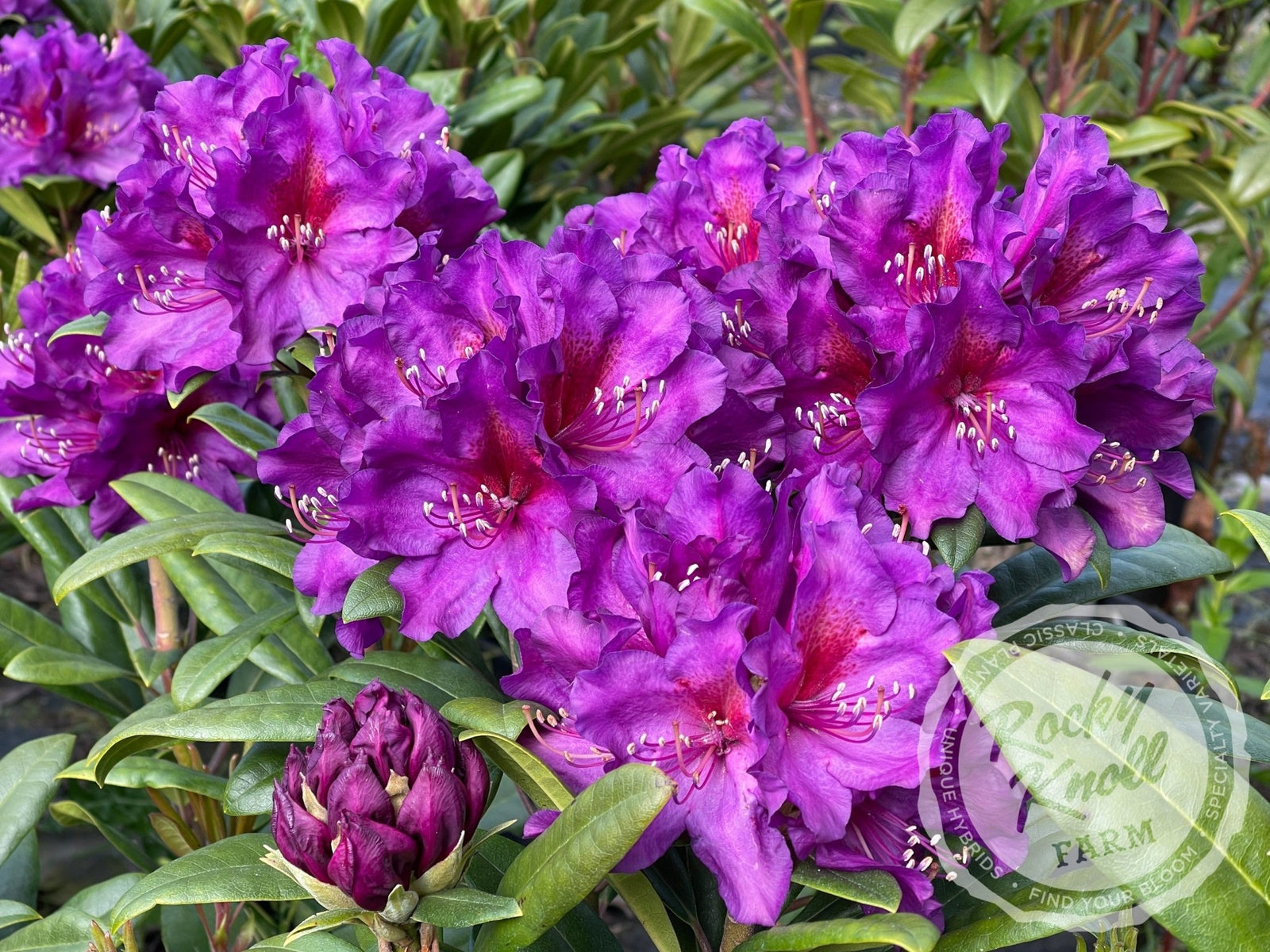 WACKOMARIA DORMEUIL ダークパープル　XL Shoal Creek Vitex - Twin Oaks Nursery & Supply