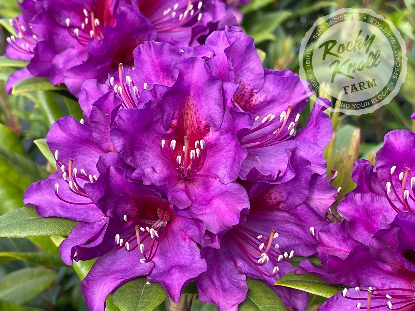 TallTimber9-627781_1600x.jpg?v