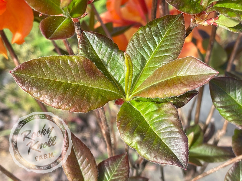 Tangelo plant from Rocky Knoll Farm