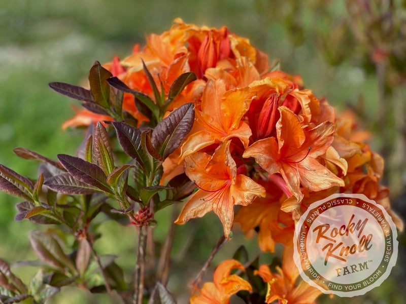 Tangelo plant from Rocky Knoll Farm