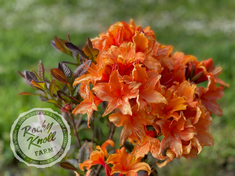 Tangelo plant from Rocky Knoll Farm