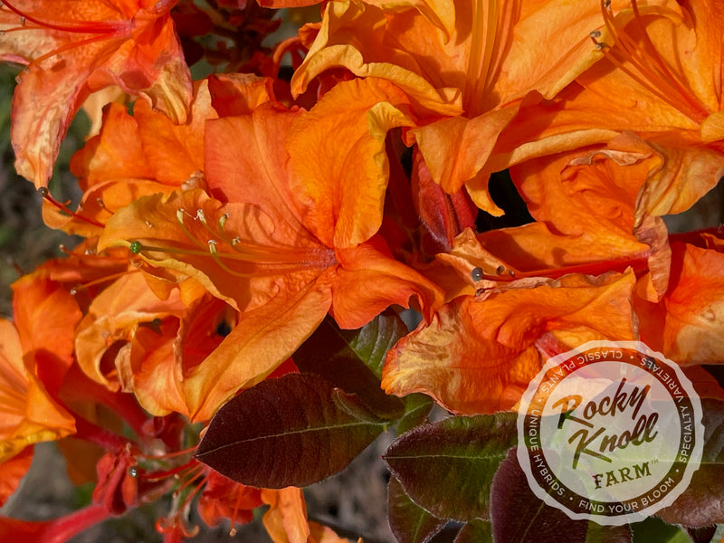 Tangelo plant from Rocky Knoll Farm