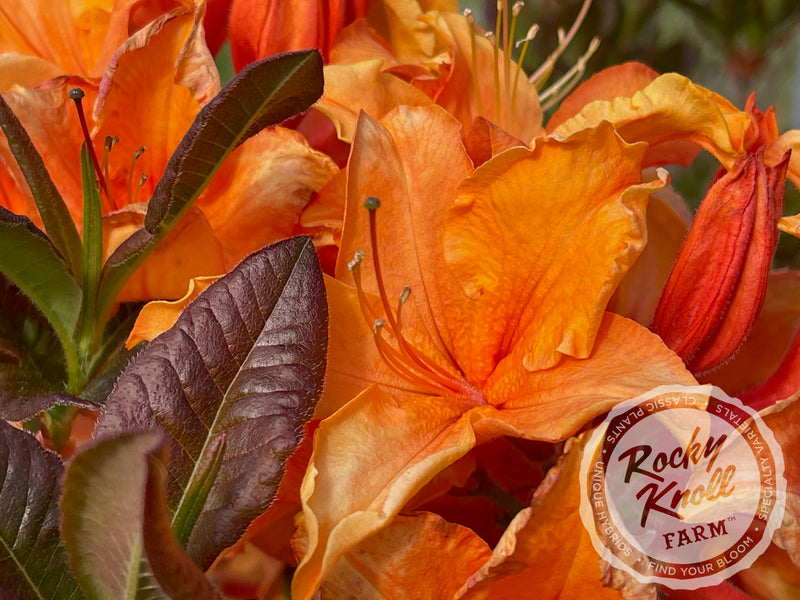 Tangelo plant from Rocky Knoll Farm