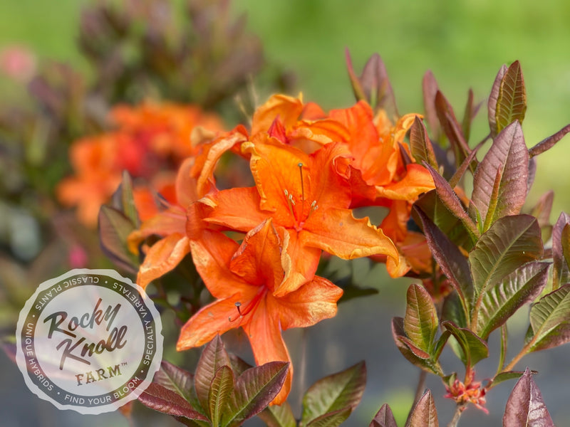Tangelo plant from Rocky Knoll Farm