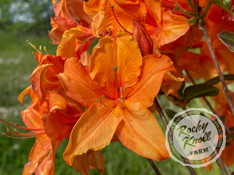 Tangelo plant from Rocky Knoll Farm