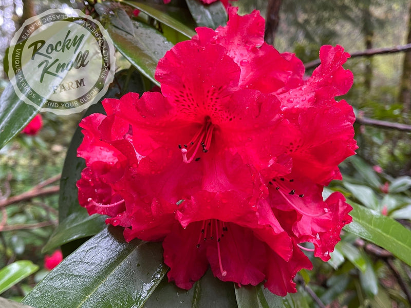 Taurus plant from Rocky Knoll Farm