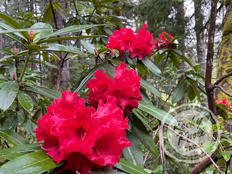Taurus plant from Rocky Knoll Farm